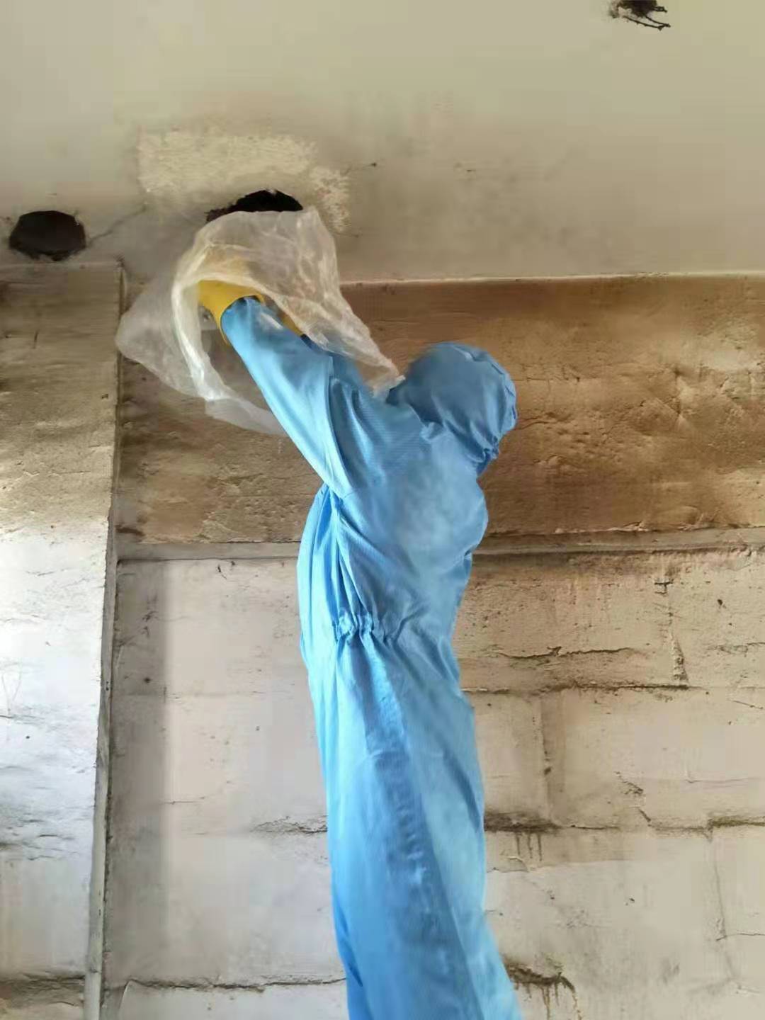 泸州除虫